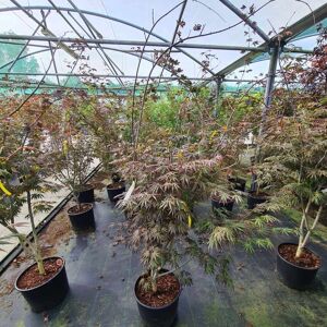 Acer palmatum 'Trompenburg' (M) 200-250 cm